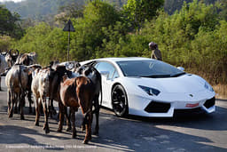 Indian cows meet Italian bull